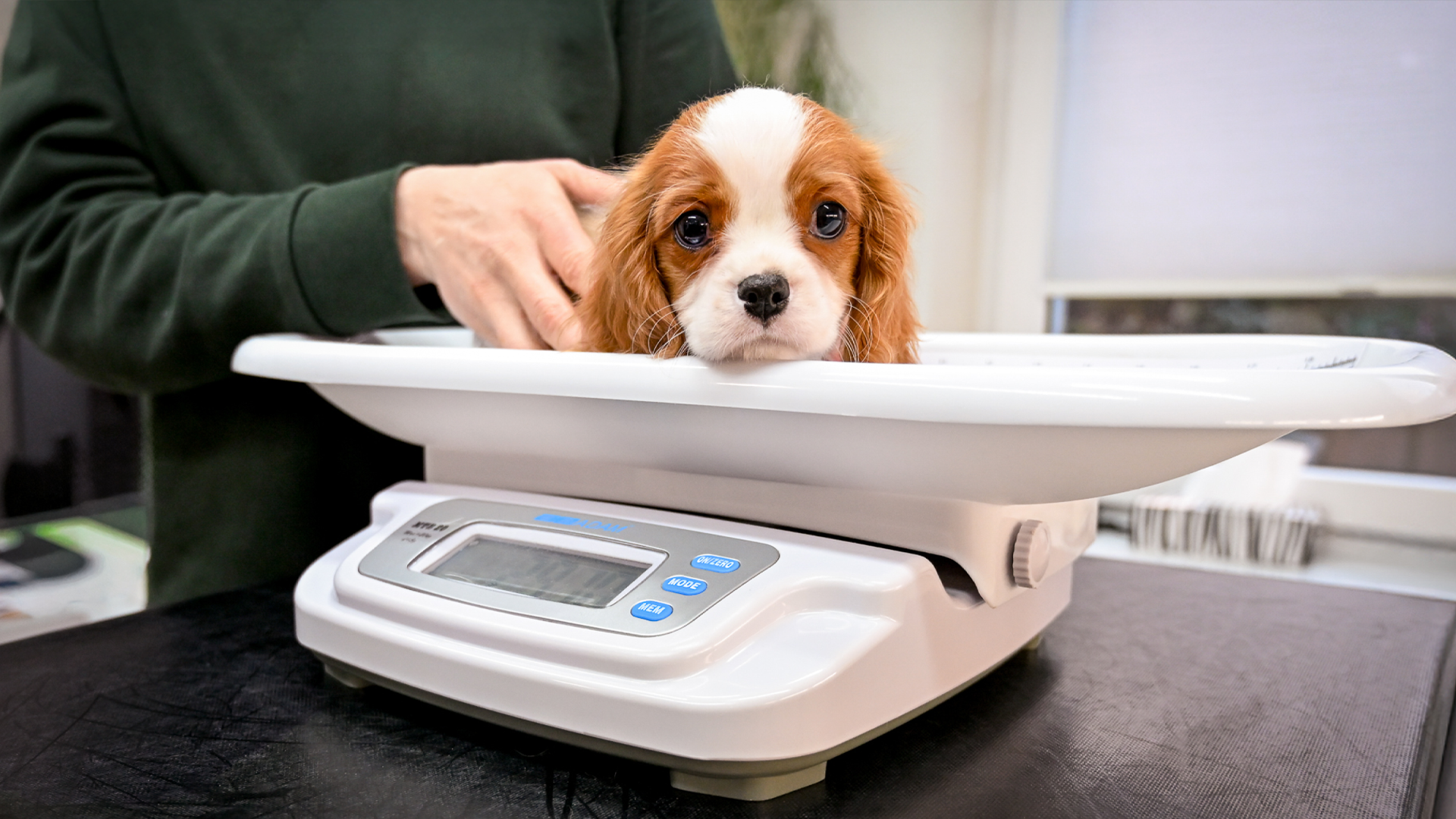 Gynäkologie und Geburtshilfe für Hunde 